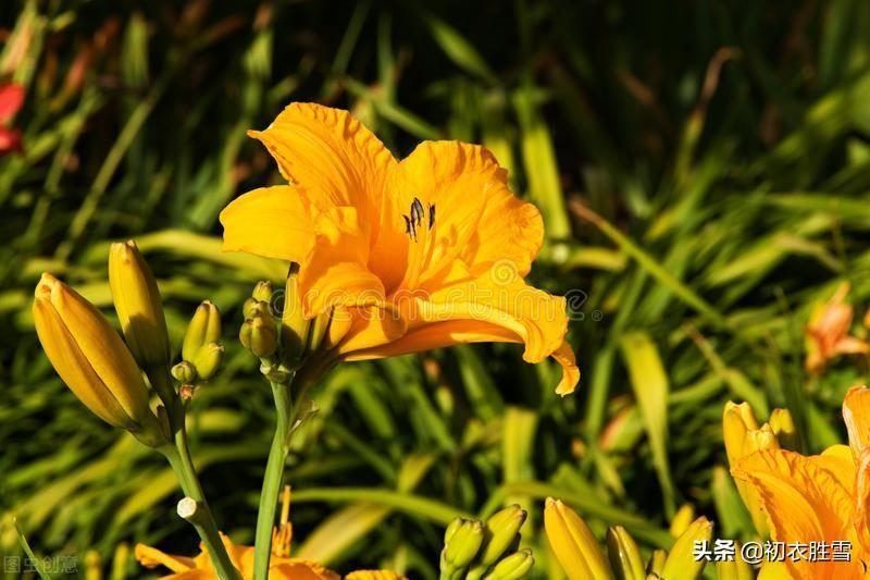 适合写母亲的花经典诗词（母亲节母亲花六首）