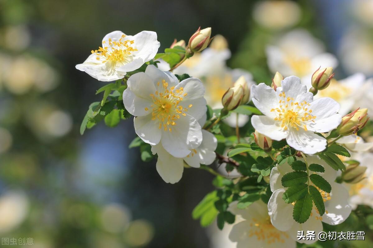 赞美水仙花的诗句（早夏花事诗词10首）