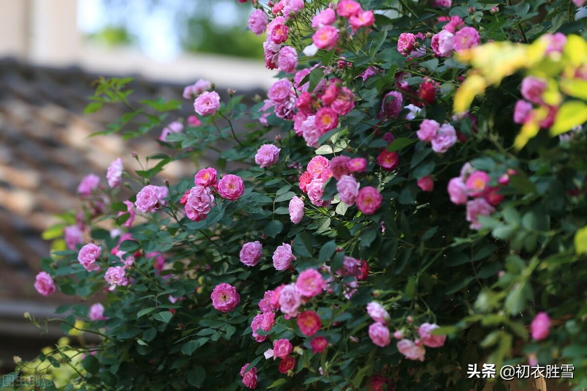 石榴知立夏，蔷薇伴午眠（立夏唯美五首古诗）