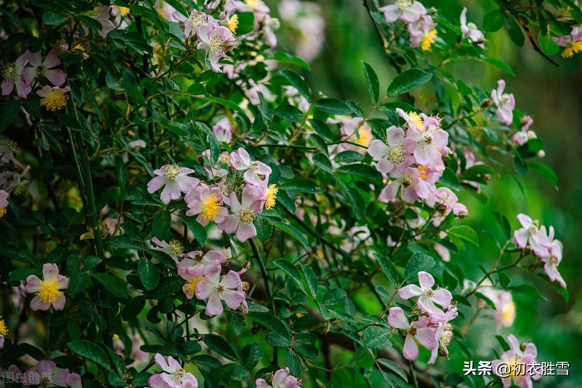 经典著名的夏至诗词（立夏八首诗赏读）