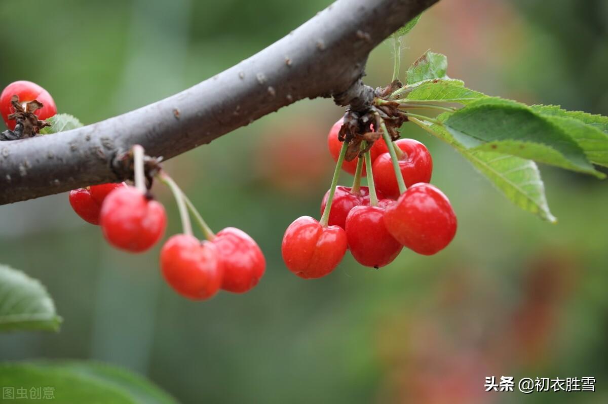 赏读立夏诗词六首（春从花上去，夏木已成阴）