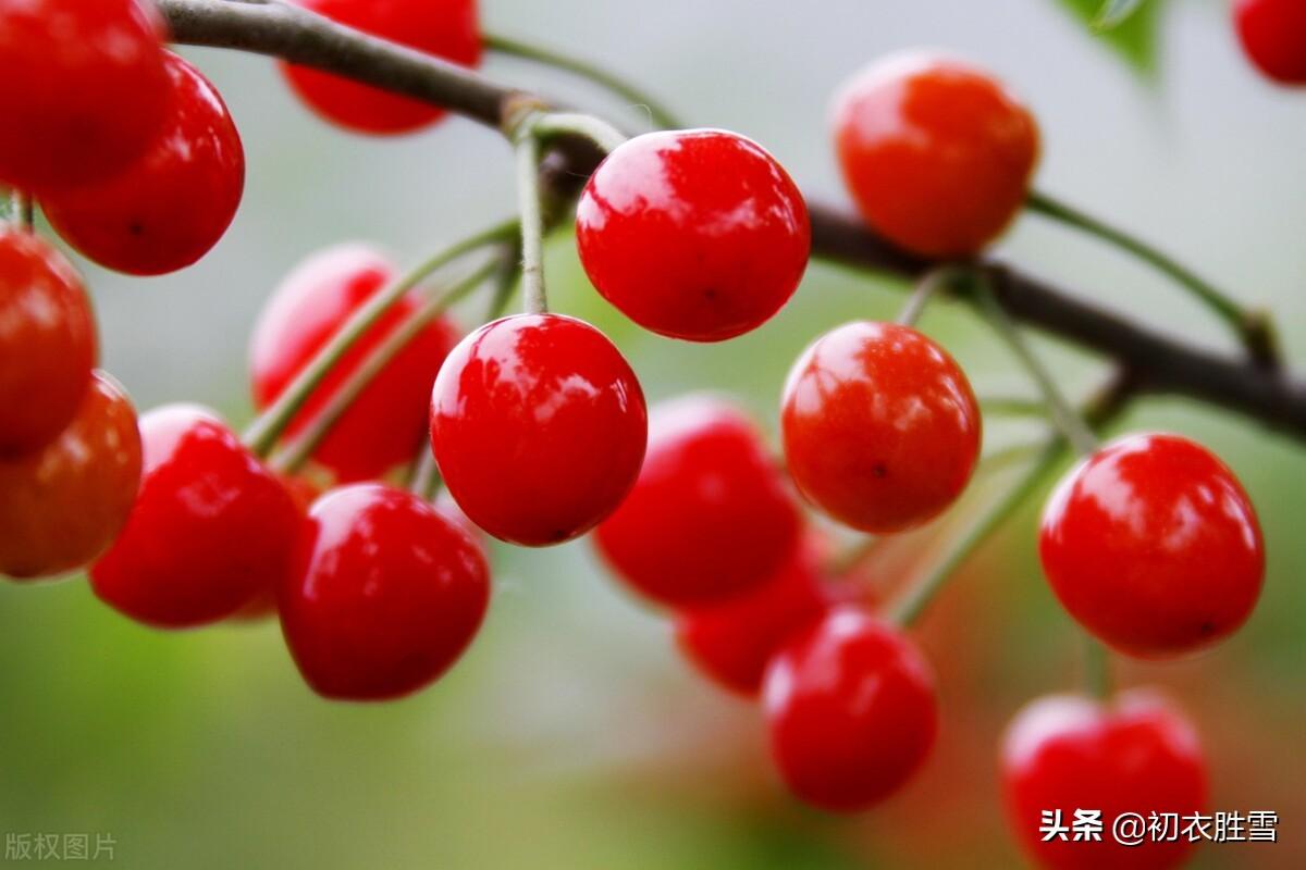 温庭筠樱桃诗词两首（红朱斗帐樱桃熟，休向人间觅往还）