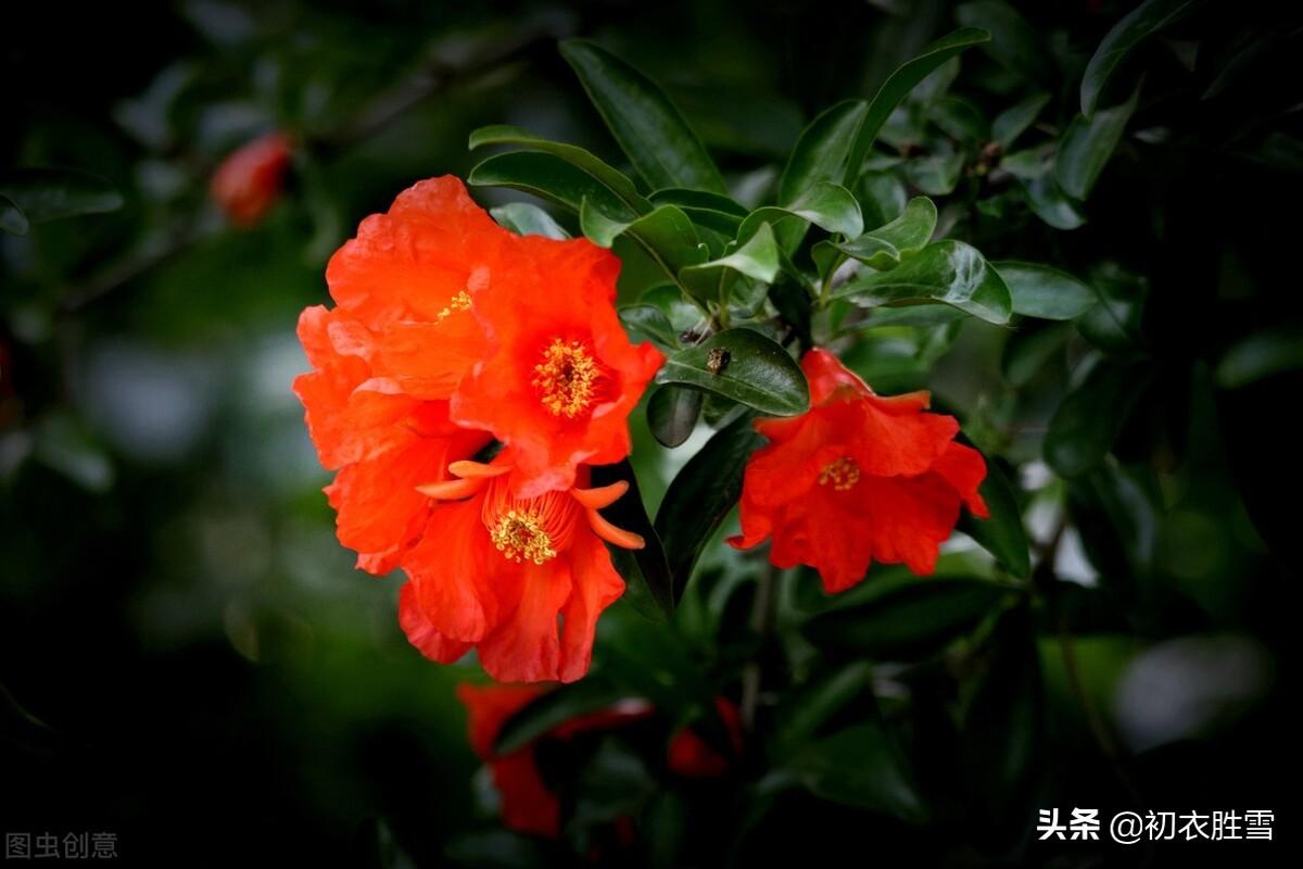 立夏石榴花美诗六首（炎炎日正午，灼灼火俱燃）