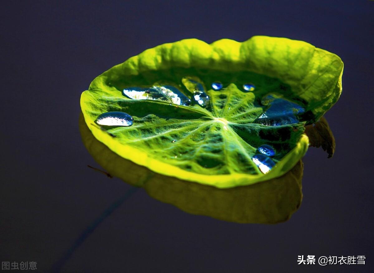 荷叶经典诗词大全（晚春初夏清新荷叶诗五首）