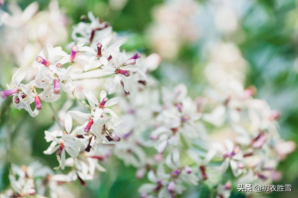 晚春楝花六首经典古诗词（轻风冉冉楝花香，又见春光到楝花）