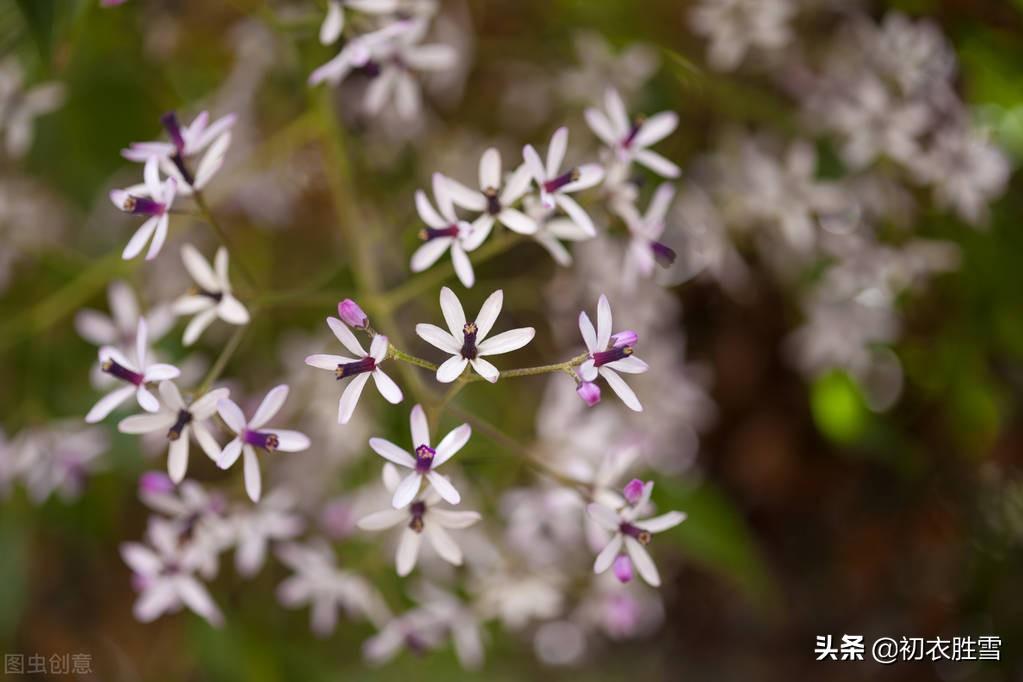 晚春楝花六首经典古诗词（轻风冉冉楝花香，又见春光到楝花）