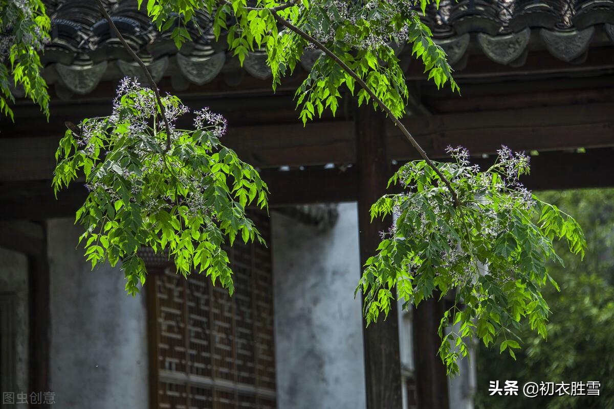 晚春楝花六首经典古诗词（轻风冉冉楝花香，又见春光到楝花）