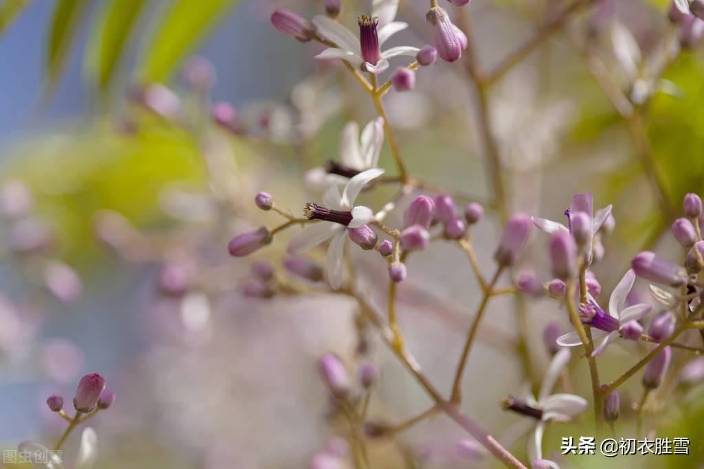 晚春楝花六首经典古诗词（轻风冉冉楝花香，又见春光到楝花）