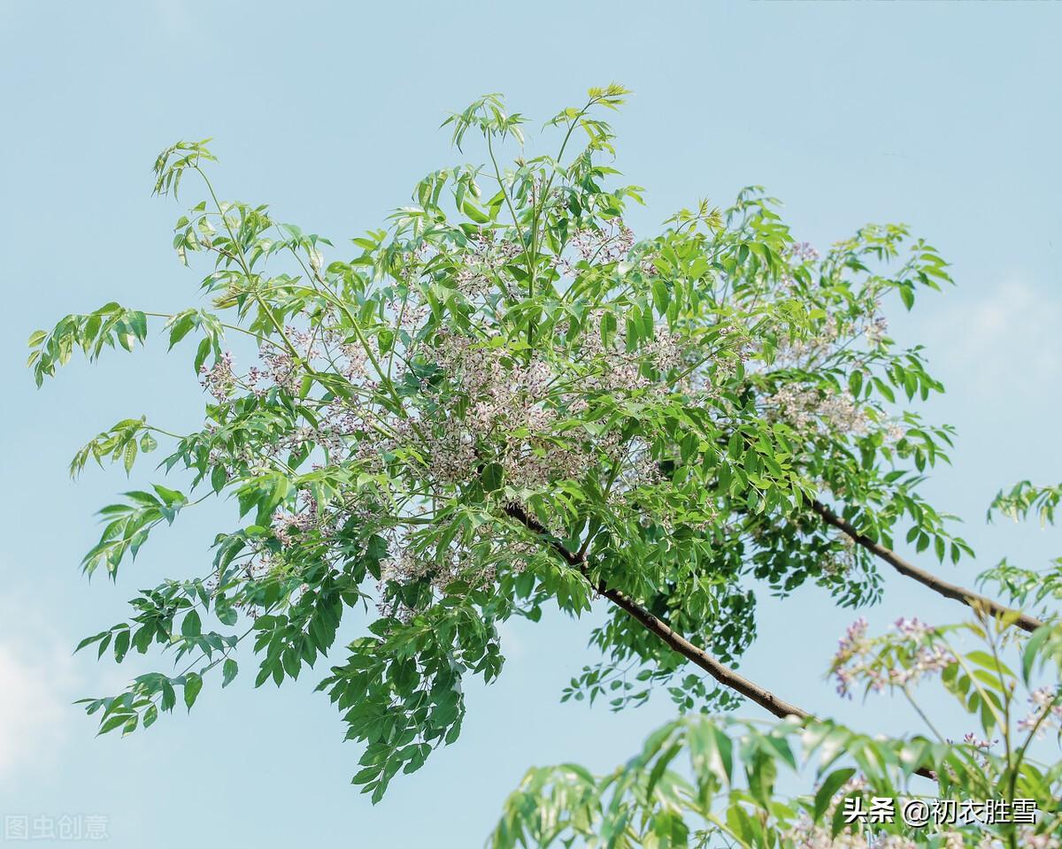 晚春楝花六首经典古诗词（轻风冉冉楝花香，又见春光到楝花）