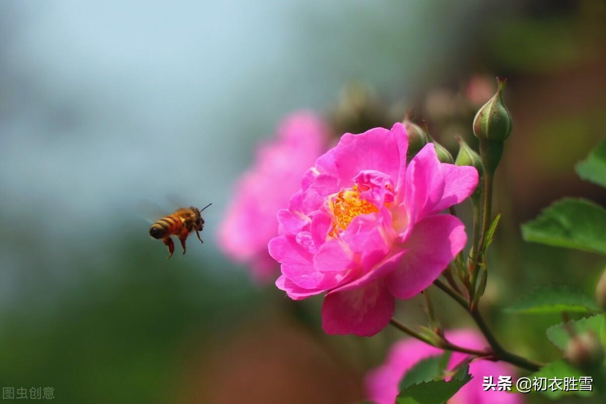 蔷薇唯美诗词5首鉴赏（春归何处，蔷薇何似红）