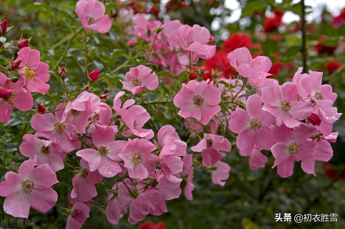 蔷薇唯美诗词5首鉴赏（春归何处，蔷薇何似红）