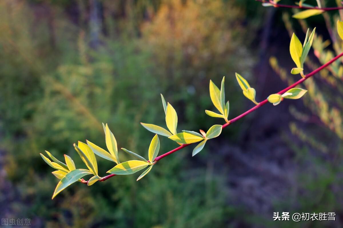 明丽送春诗词8首赏析（万点残红空过眼，一番新绿又从头）