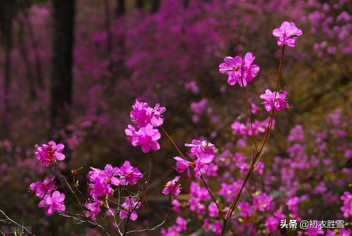 杜鹃花经典诗词有哪些（晏几道晚春杜鹃词两首）