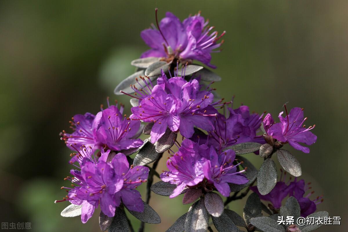 杜鹃花经典诗词有哪些（晏几道晚春杜鹃词两首）