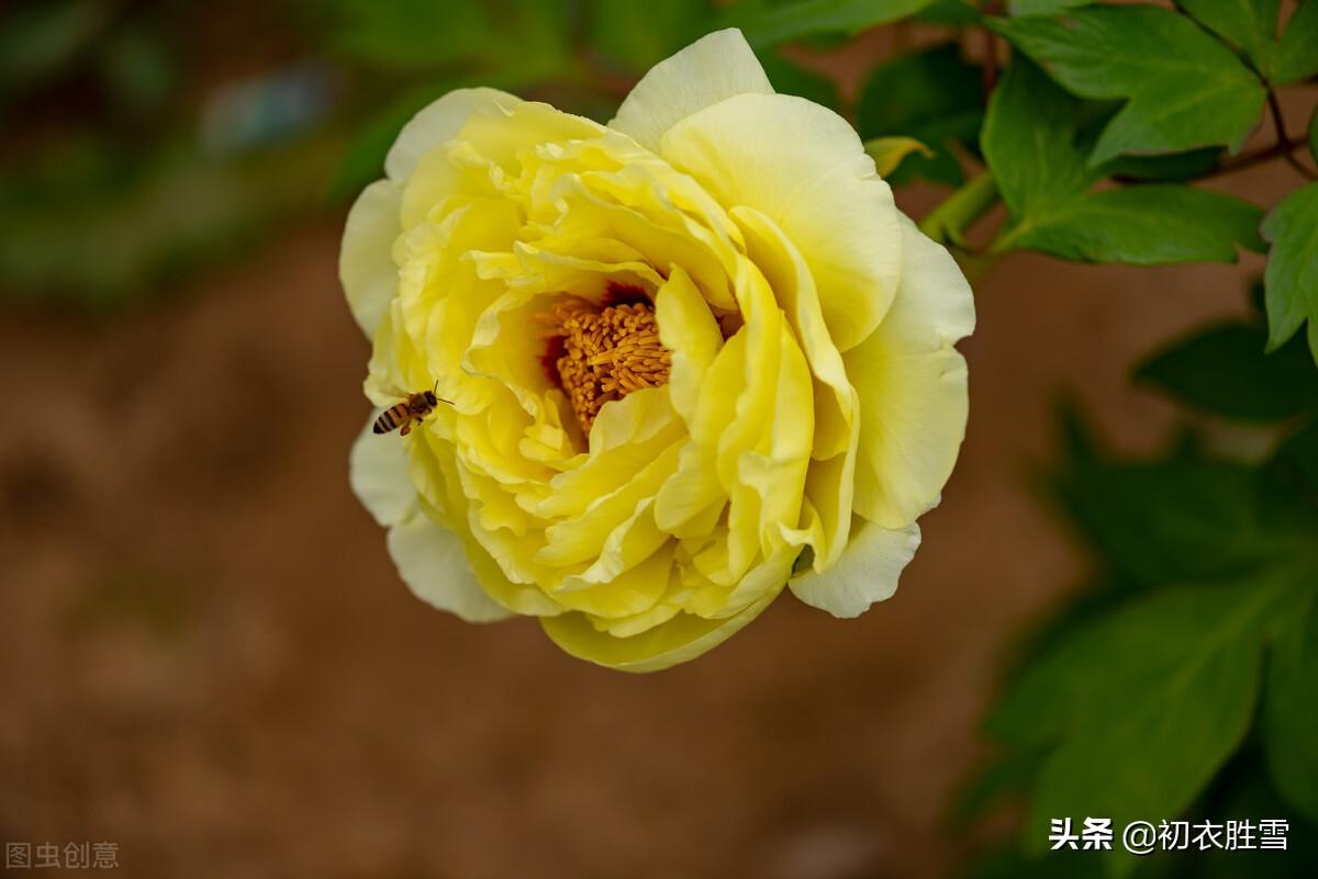 牡丹花经典诗词有哪些（谷雨节气牡丹诗词7首）