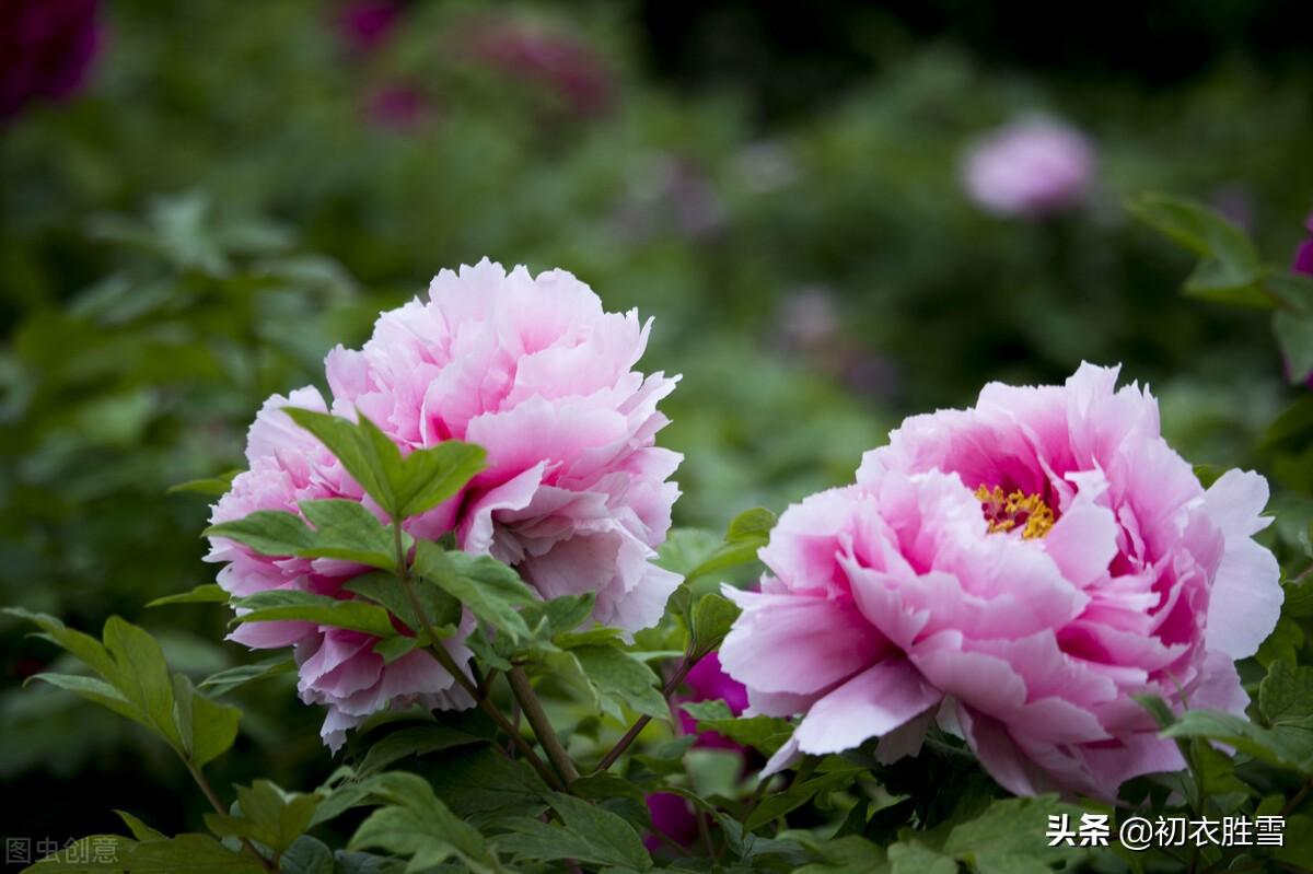 牡丹花经典诗词有哪些（谷雨节气牡丹诗词7首）