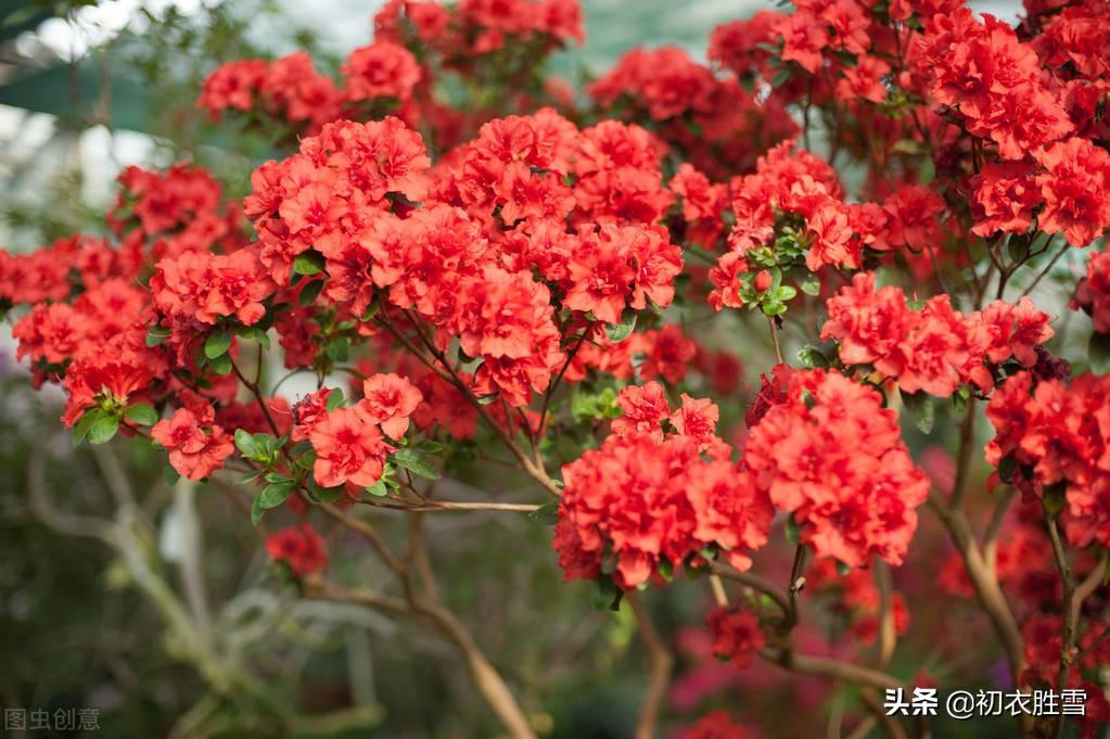 杜鹃花经典诗词大全（辛弃疾杜鹃花两首）