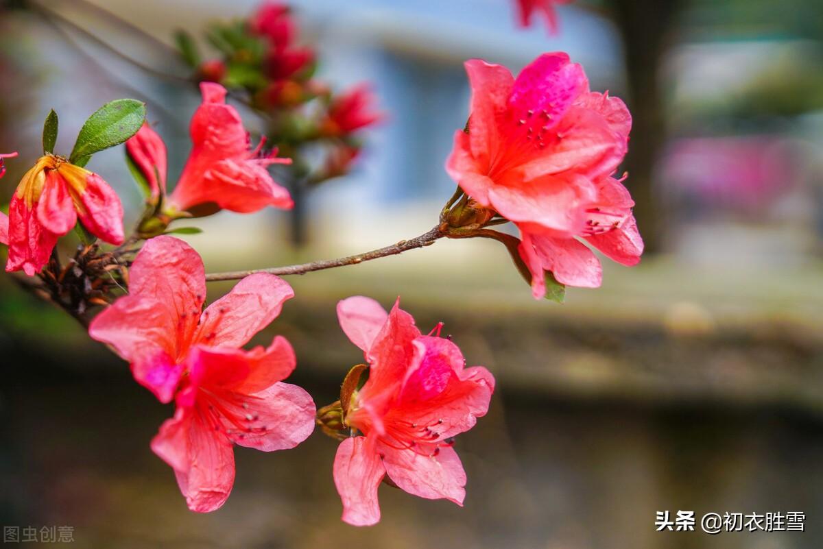 杜鹃花经典诗词大全（辛弃疾杜鹃花两首）