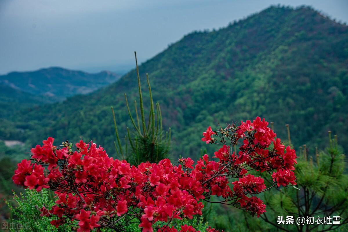 杜鹃花经典诗词大全（辛弃疾杜鹃花两首）