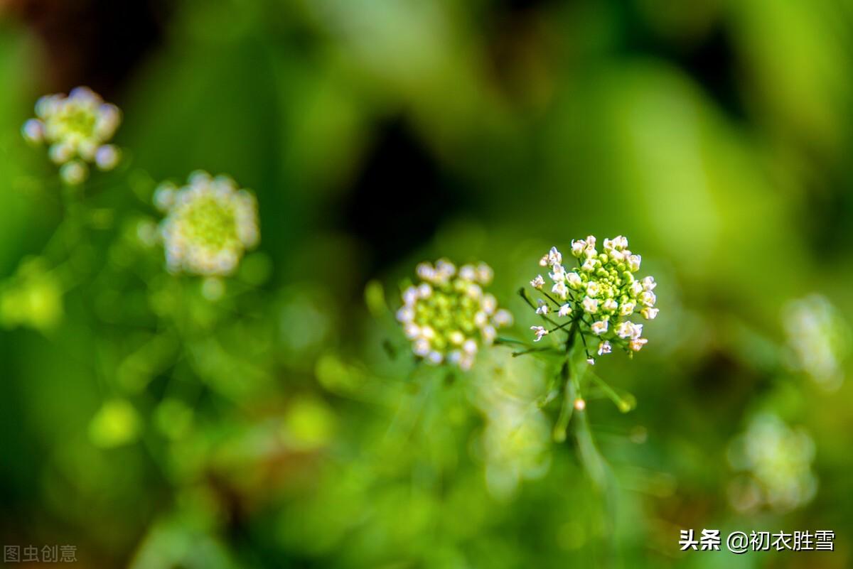 赞美荠菜花经典诗词（晚春荠菜花美句8则）