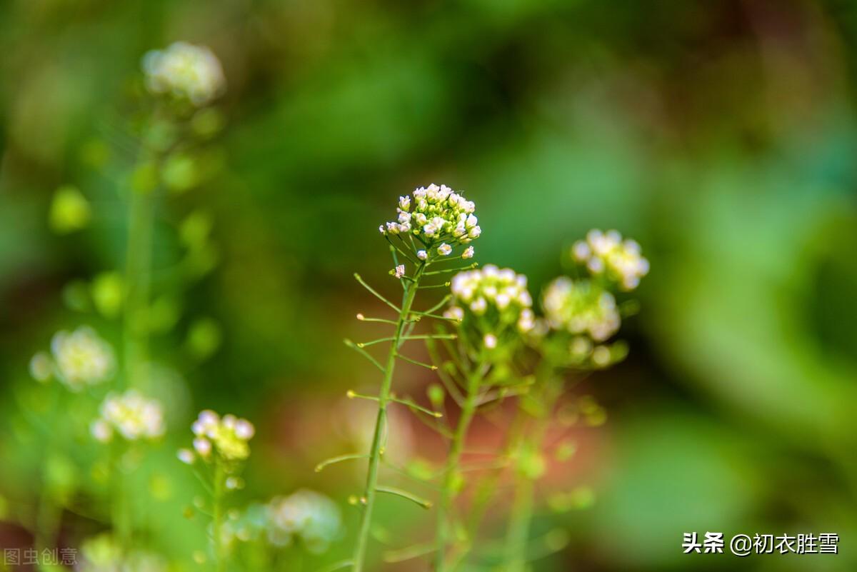 赞美荠菜花经典诗词（晚春荠菜花美句8则）