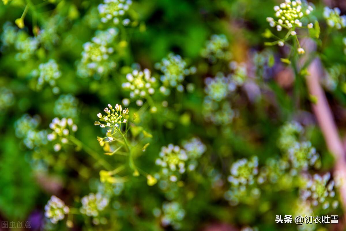 赞美荠菜花经典诗词（晚春荠菜花美句8则）