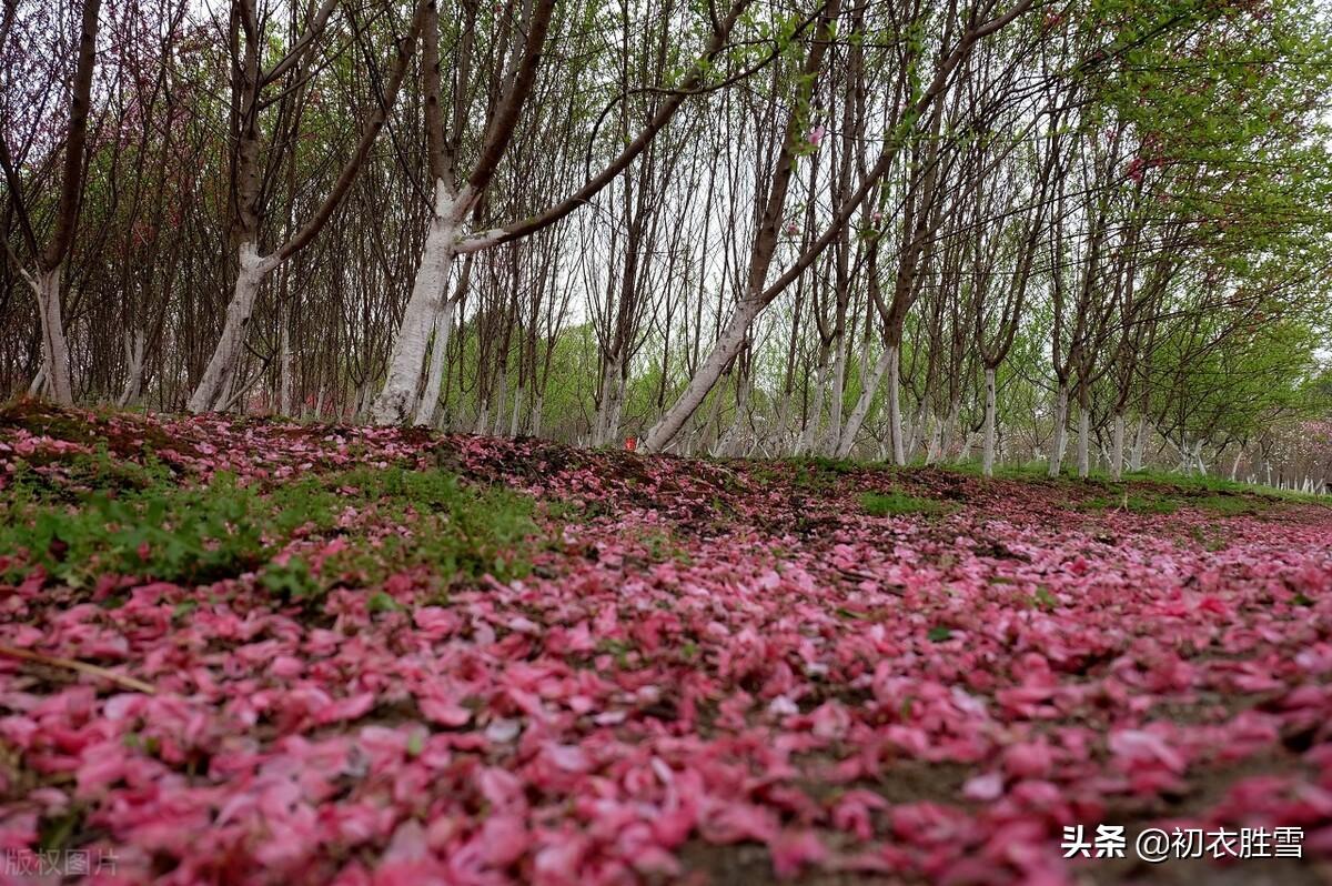 寒食清明诗词七首推荐（寒食落花雨，清明日当春）