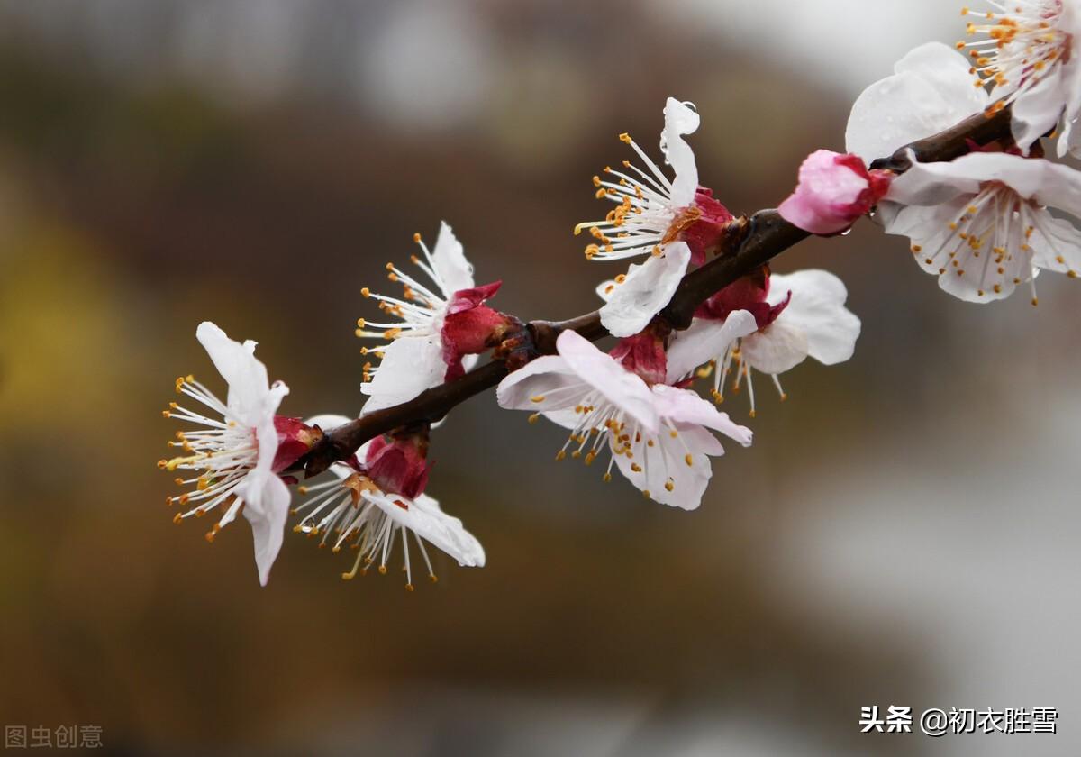 韩偓寒食诗五首赏读（绮丽绵缈，沉郁顿挫）