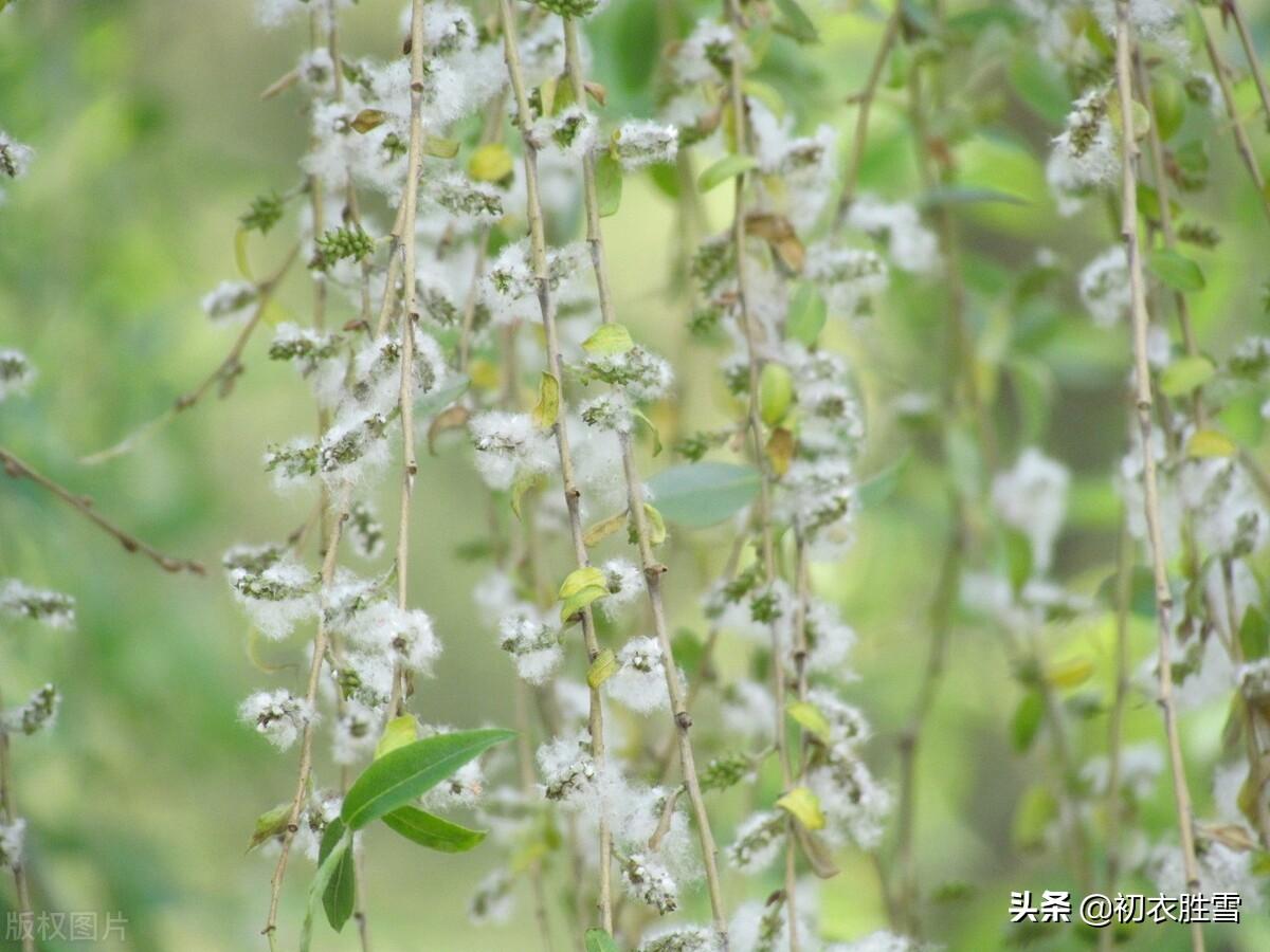 柳絮唯美诗词四首（秋去春来双燕子，愿含杨花入巢里）