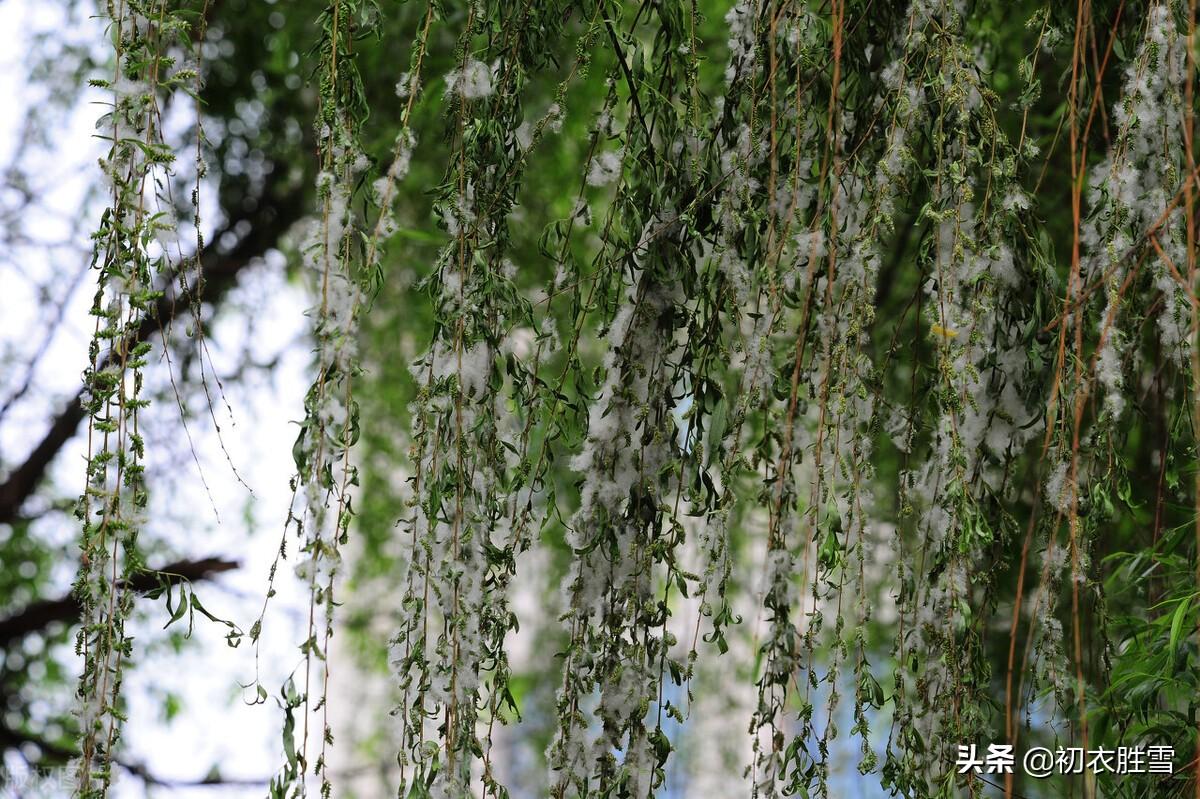 柳絮唯美诗词四首（秋去春来双燕子，愿含杨花入巢里）