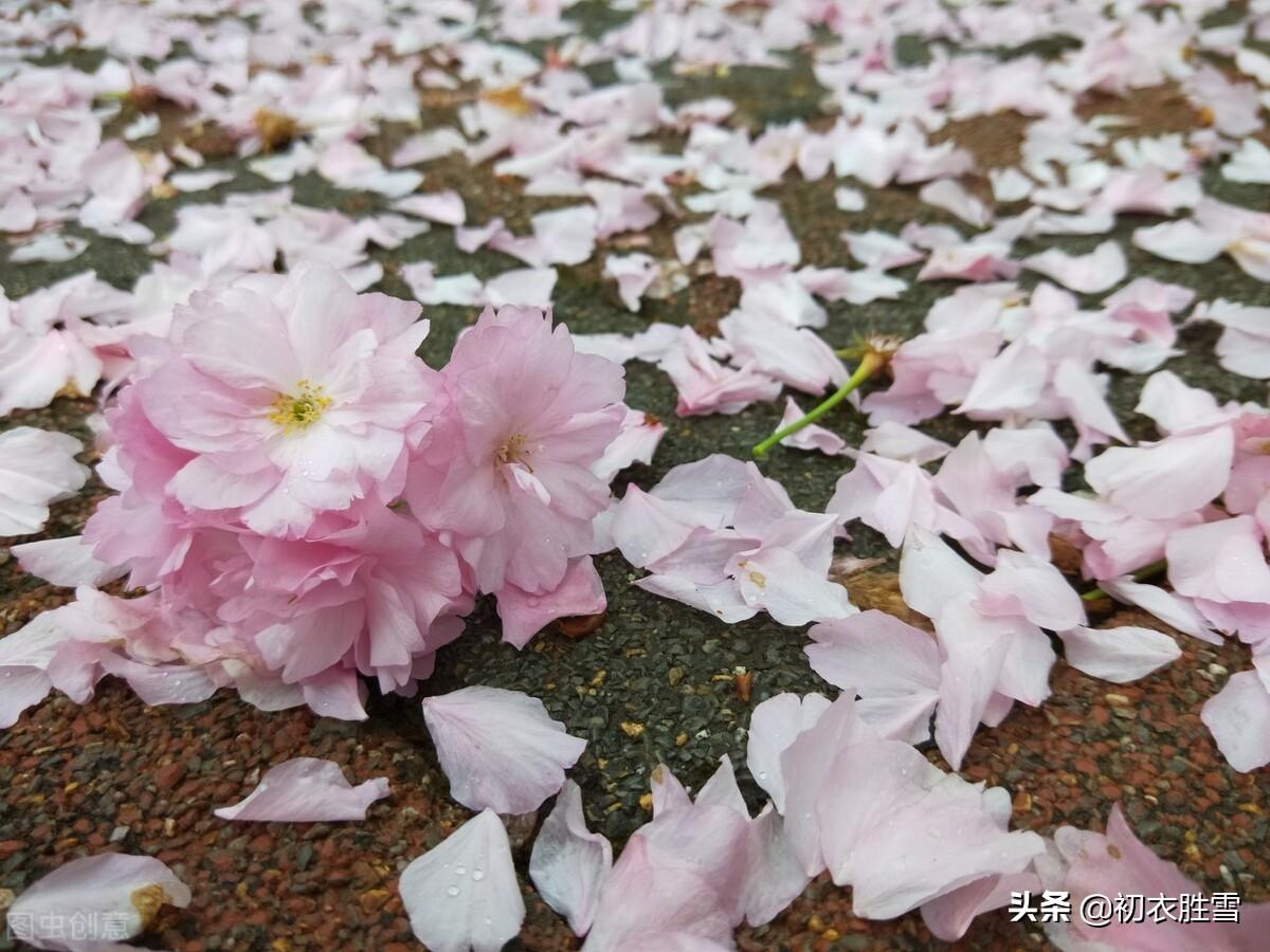 落花经典诗词大全（落花古诗10首精选）