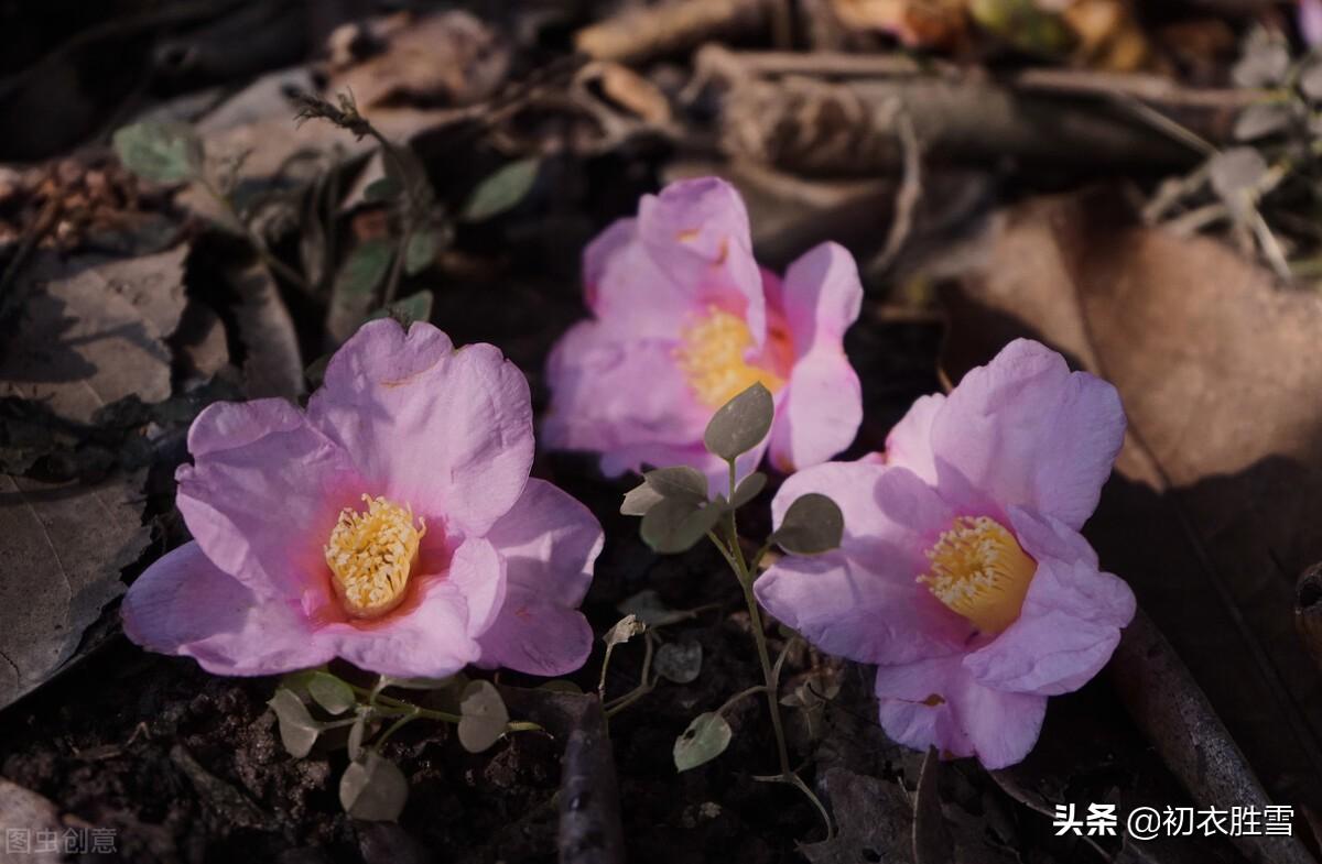 落花经典诗词大全（落花古诗10首精选）