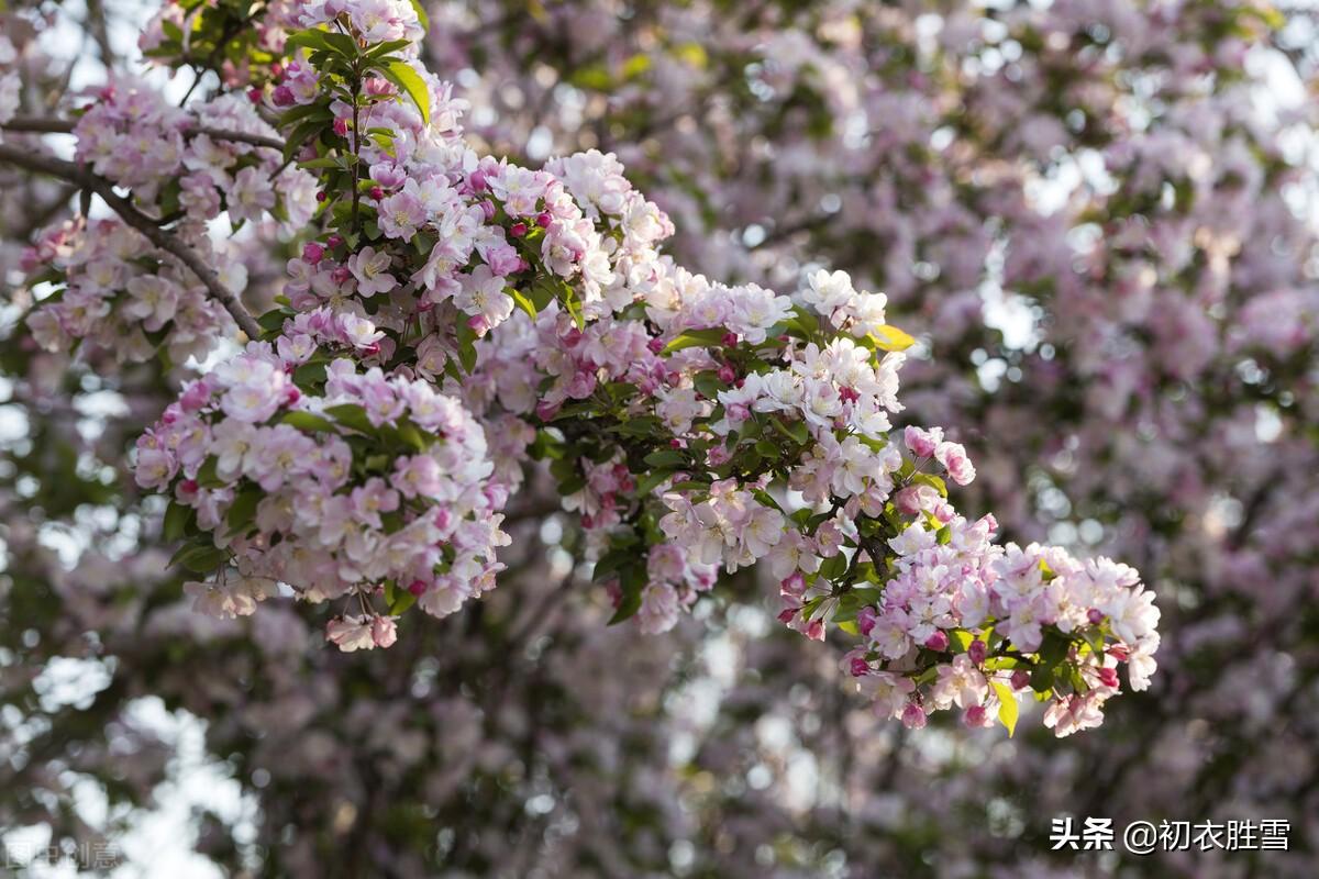 海棠经典诗词大全（龚自珍壮丽海棠落花诗词名句）