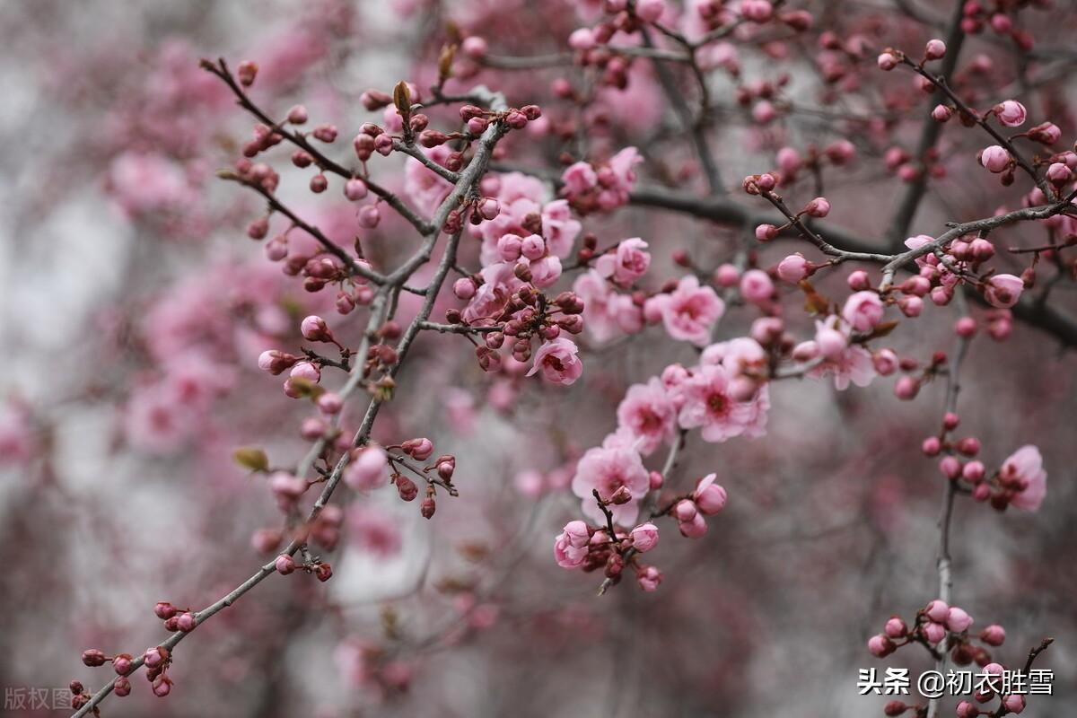 花朝闲适经典诗词（花朝唯美诗词5首鉴赏）