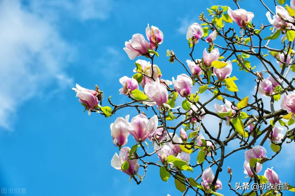 花朝闲适经典诗词（花朝唯美诗词5首鉴赏）