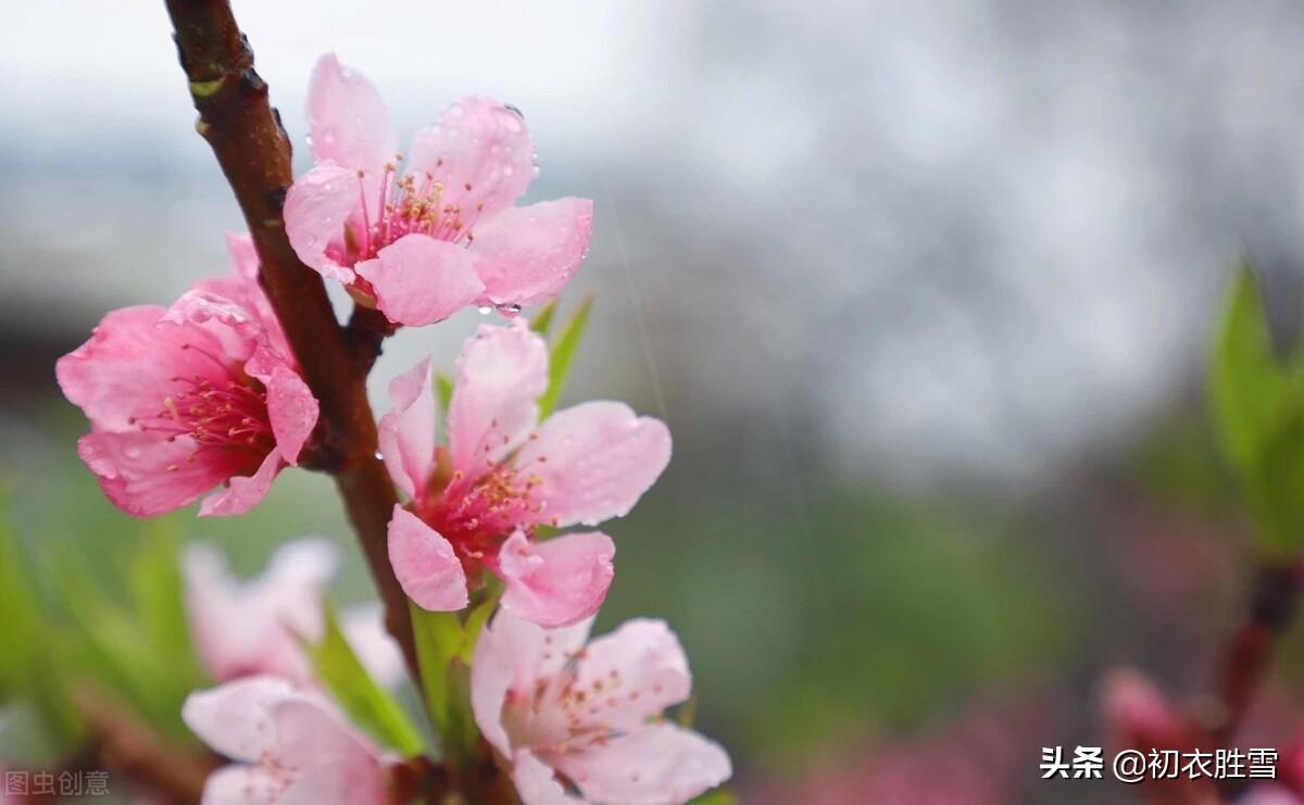 春分经典诗词大全（元稹春分节气诗两首）