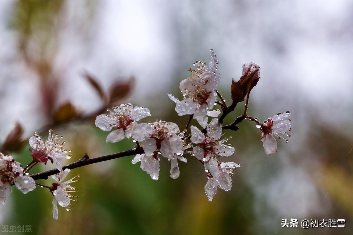 春分经典诗词大全（元稹春分节气诗两首）