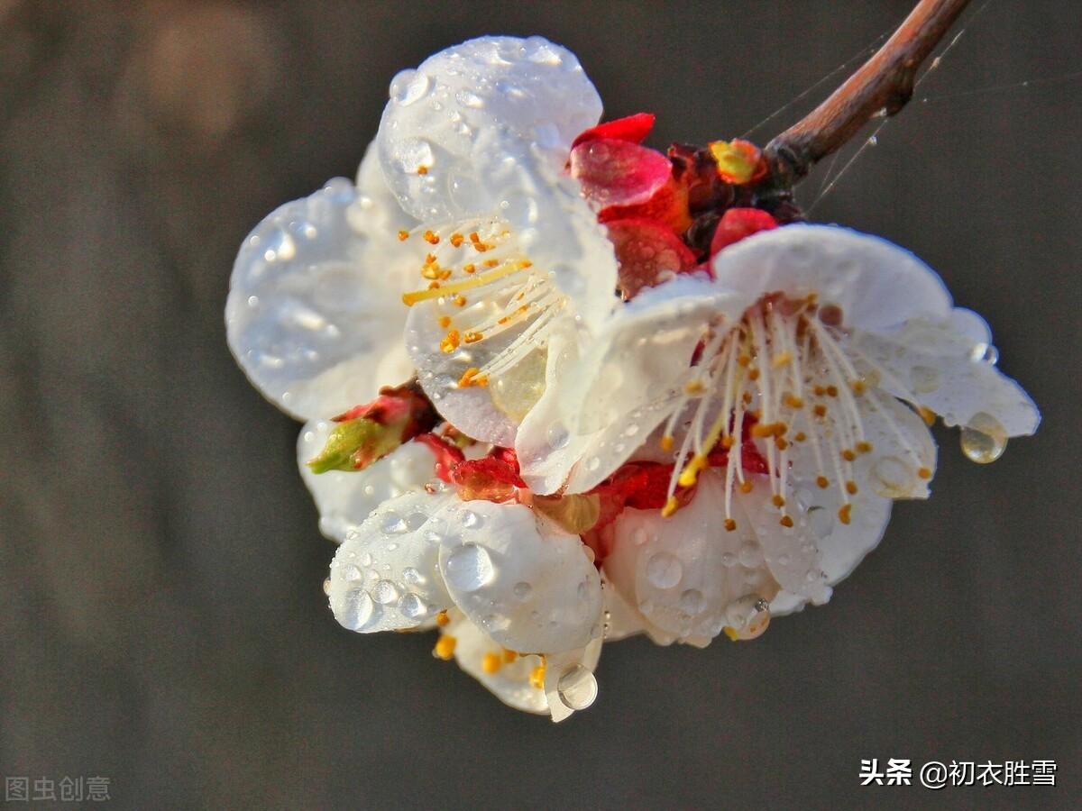 仲春烟雨唯美诗词四首（檐头可怜风，杏梢烟雨红）