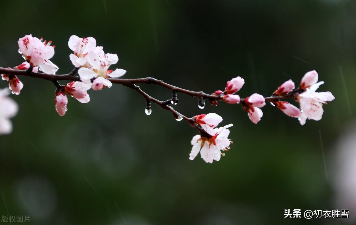 仲春烟雨唯美诗词四首（檐头可怜风，杏梢烟雨红）