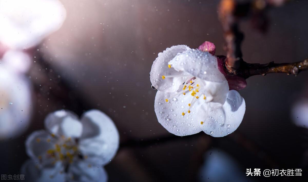 仲春烟雨唯美诗词四首（檐头可怜风，杏梢烟雨红）