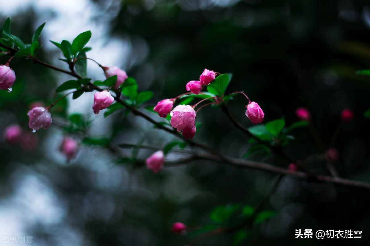 海棠经典诗词大全（陈与义春雨海棠四首诗词）