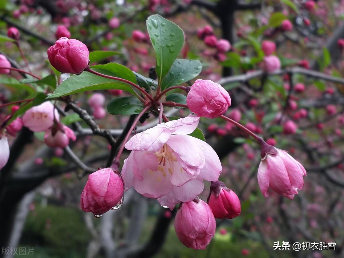 海棠经典诗词大全（陈与义春雨海棠四首诗词）