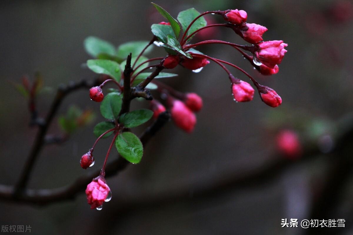 海棠经典诗词大全（陈与义春雨海棠四首诗词）