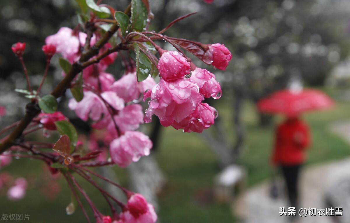 海棠经典诗词大全（陈与义春雨海棠四首诗词）