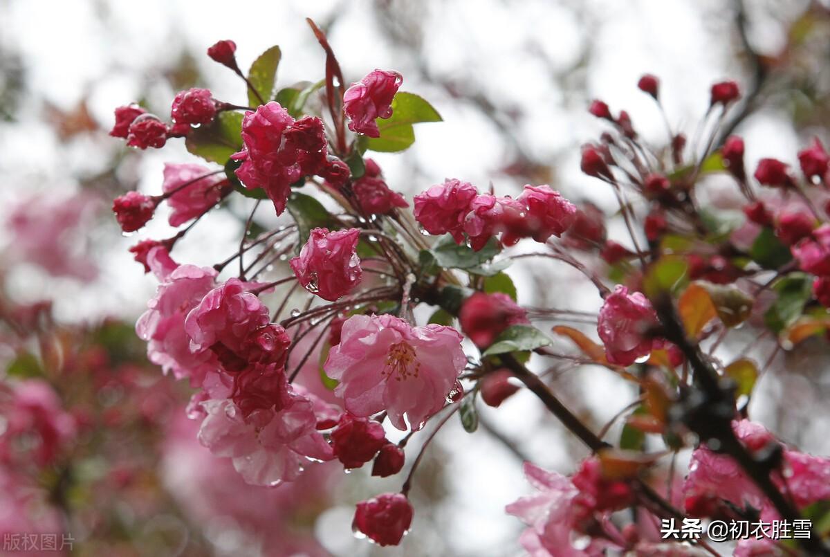 海棠经典诗词大全（陈与义春雨海棠四首诗词）