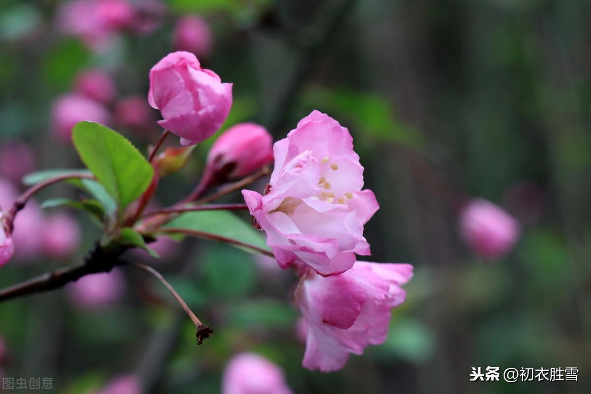 海棠经典诗词鉴赏（陆游海棠古诗词二首赏读）