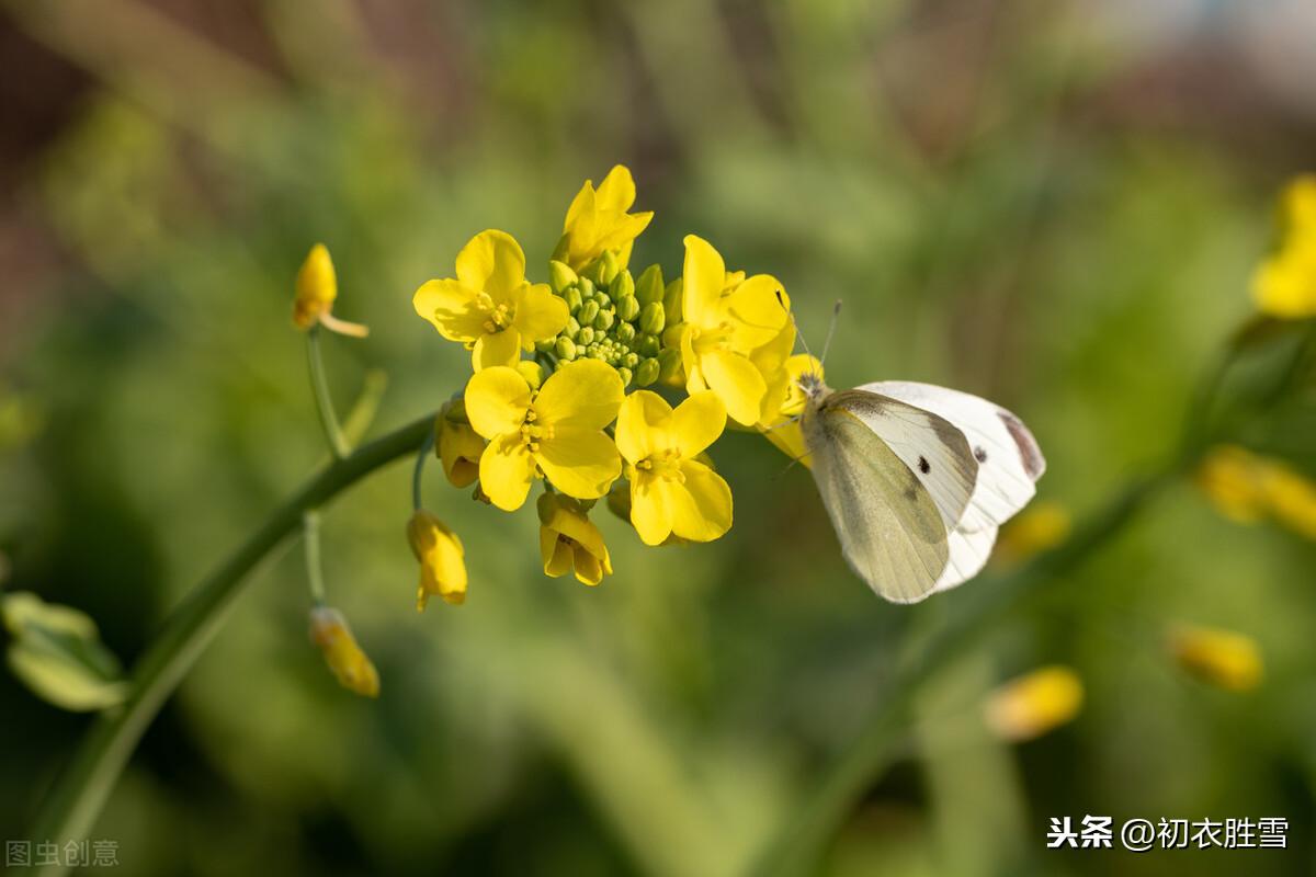 早春花信风之菜花9首古诗词（黄蝶似花花似蝶，一段春光属菜花）