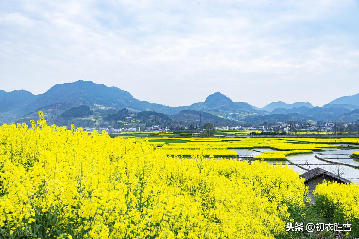 早春花信风之菜花9首古诗词（黄蝶似花花似蝶，一段春光属菜花）