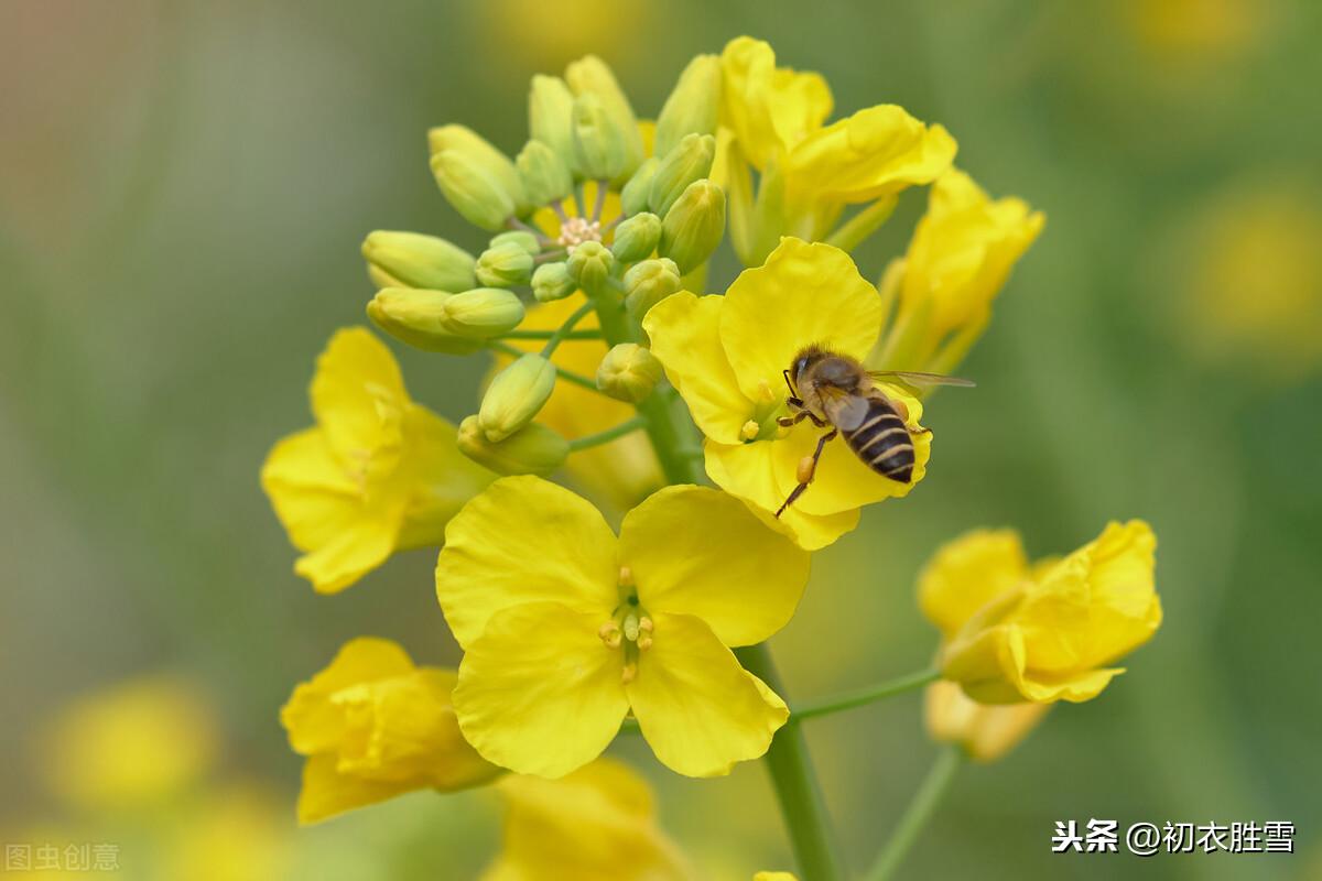 早春花信风之菜花9首古诗词（黄蝶似花花似蝶，一段春光属菜花）