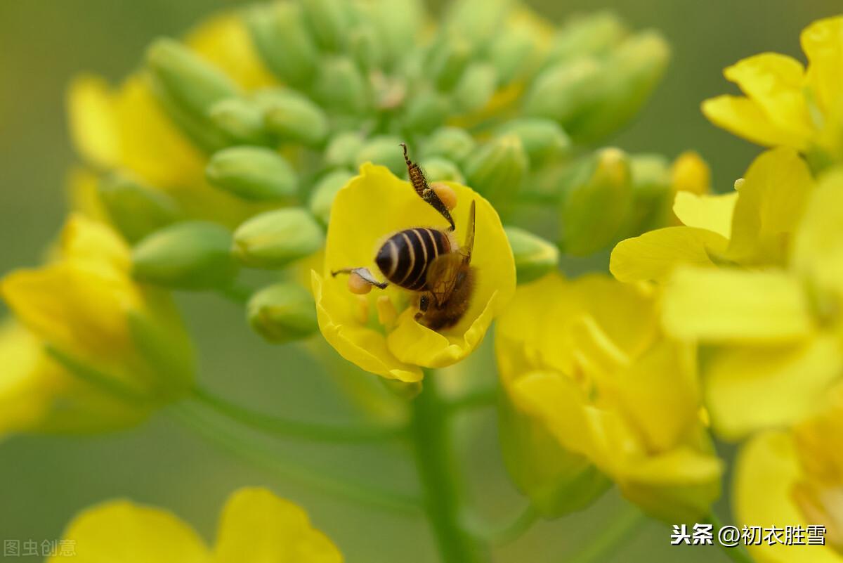 早春花信风之菜花9首古诗词（黄蝶似花花似蝶，一段春光属菜花）